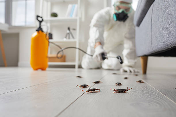 Post-Treatment Bed Bug Interceptor Monitoring in Iola